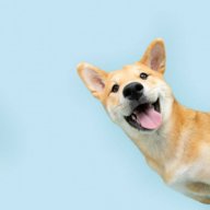 dogdogcra2322