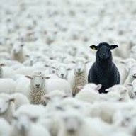 blvcksheep