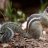 squirrelman2013